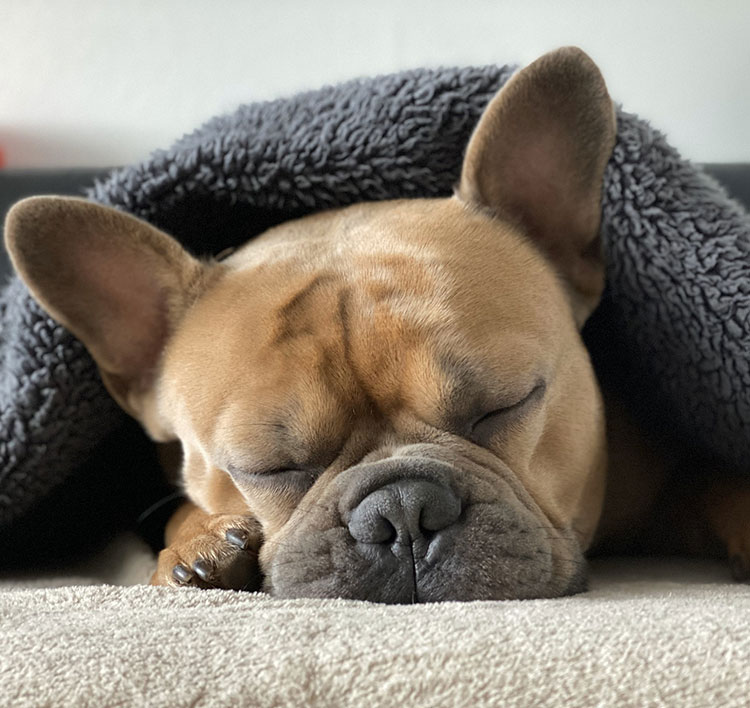 Perro durmiendo bajo una manta y sobre una alfombra. Gracioso